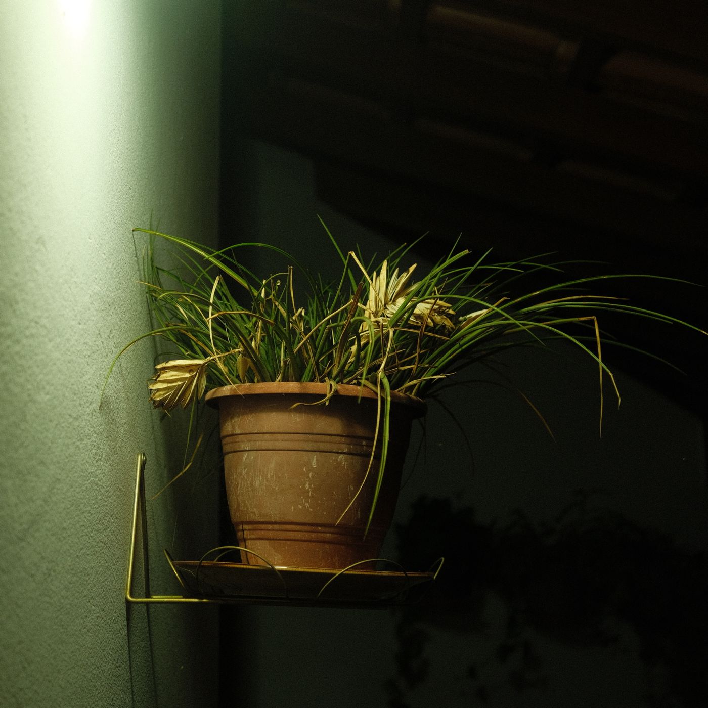 Orchid Collar Pot