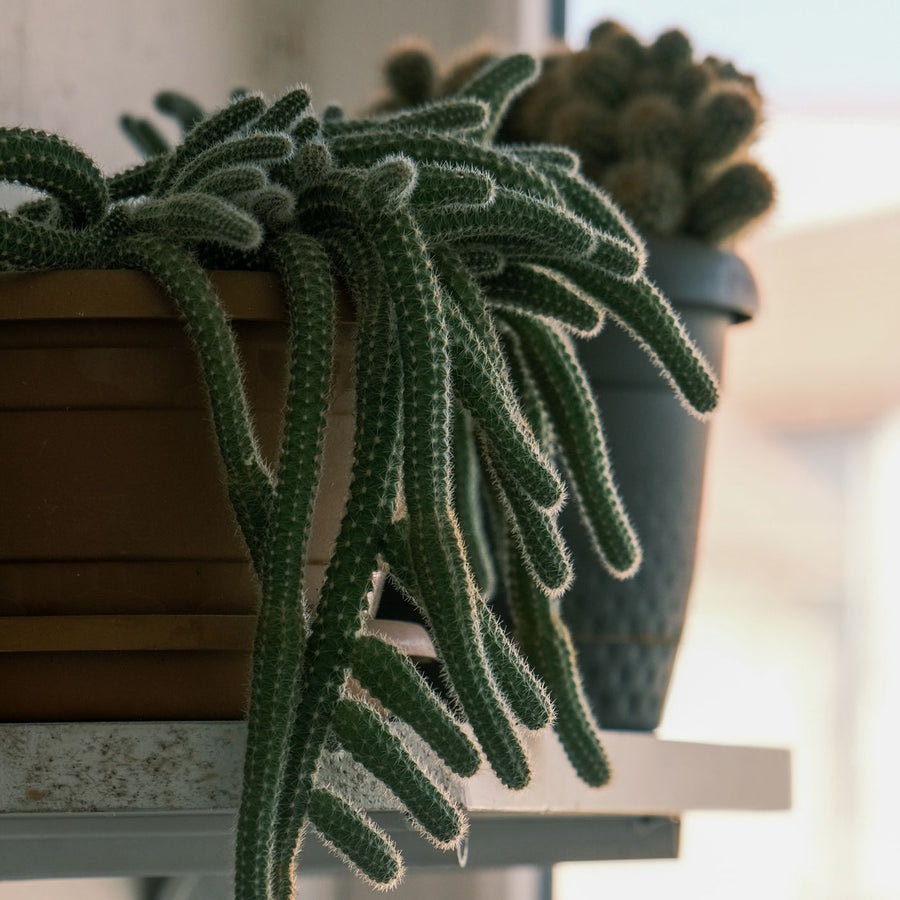 Wall Pocket Planter