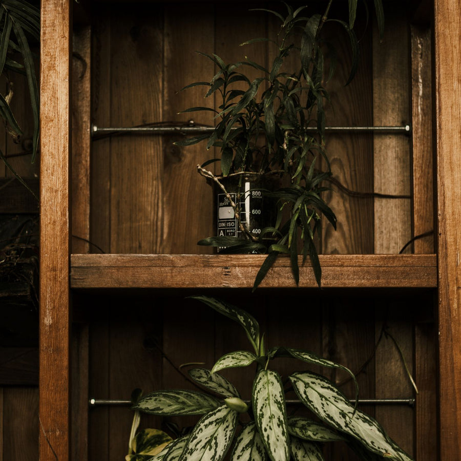Seedling Pot Set