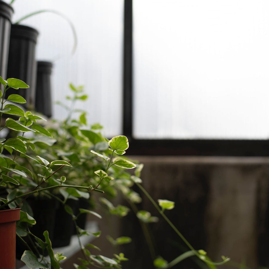 Hanging Ivy Planter