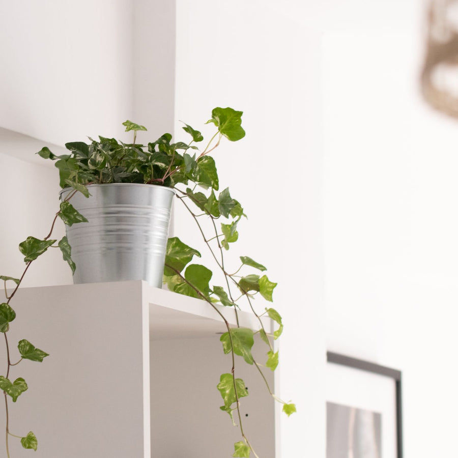 Fern Green Cachepot