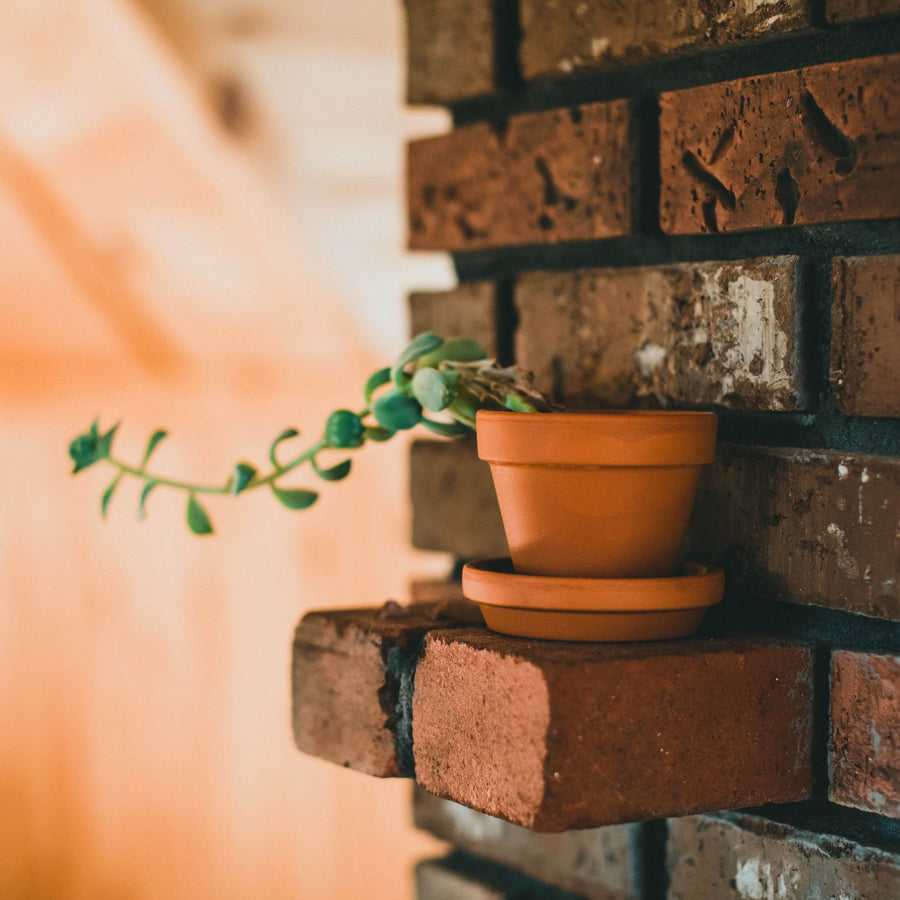 Spring Bulb Vase